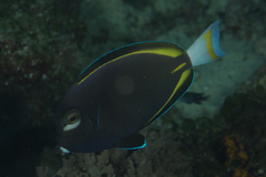 Acanthurus nigricans
