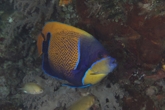 Pomacanthus navarchus