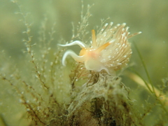 Sakuraeolis enosimensis