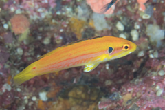 Bodianus bimaculatus