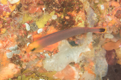 Pseudochromis elongatus