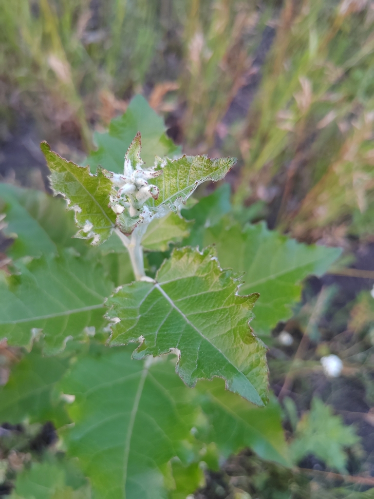 Коляда евгений владимирович черкассы