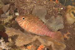 Cirrhitichthys aprinus