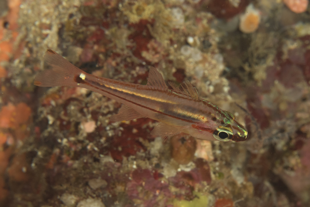 Redspot Cardinalfish