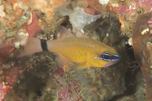 Ringtail Cardinalfish