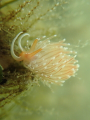 Sakuraeolis enosimensis