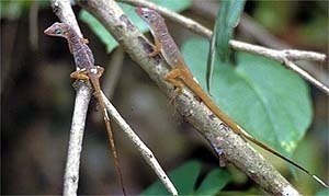 Anguilla Bank Bush Anole