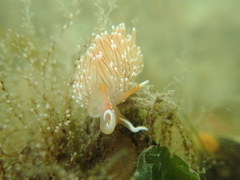 Sakuraeolis enosimensis