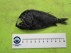 Anoplogaster cornuta