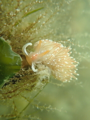 Sakuraeolis enosimensis