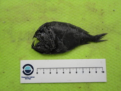 Anoplogaster cornuta