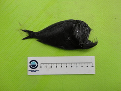 Anoplogaster cornuta