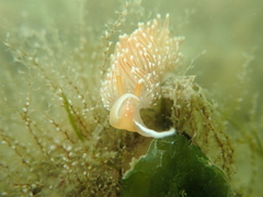 Sakuraeolis enosimensis