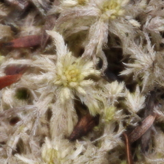Sphagnum cristatum