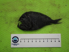 Anoplogaster cornuta