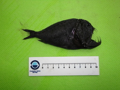 Anoplogaster cornuta