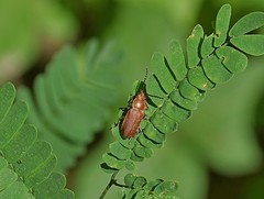 Aulacoscelis