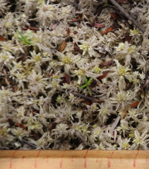 Sphagnum cristatum