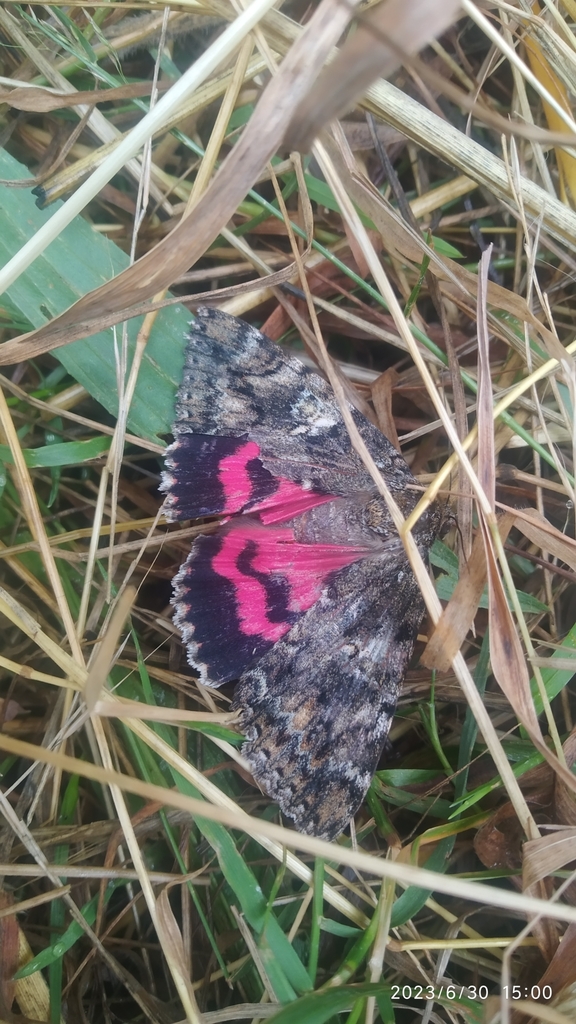 Dark Crimson Underwing