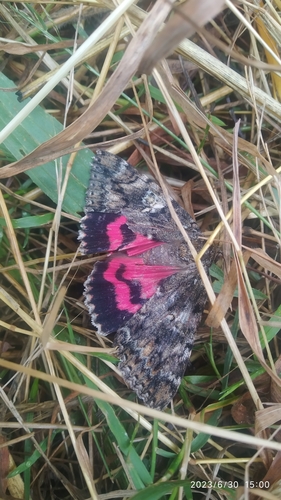 Dark Crimson Underwing