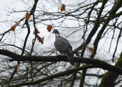 Columba palumbus