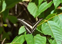 Heraclides ornythion