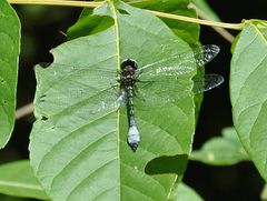 Macrothemis pseudimitans