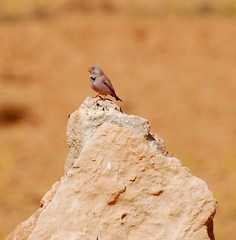 Bucanetes githagineus