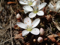Montia sessiliflora