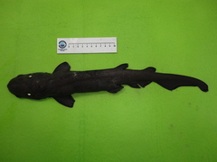 Apristurus melanoasper