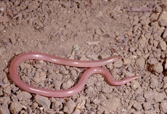 Xerotyphlops vermicularis