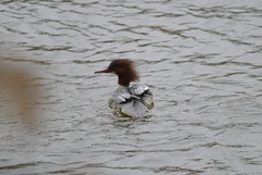 Mergus merganser