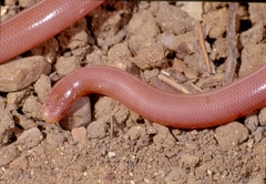 Xerotyphlops vermicularis