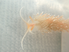 Sakuraeolis enosimensis