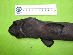 Apristurus melanoasper