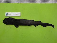 Apristurus melanoasper