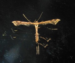 Pterophoroidea