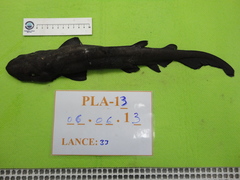 Apristurus melanoasper