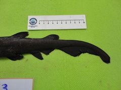 Apristurus melanoasper