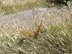 Aciphylla anomala