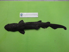 Apristurus melanoasper