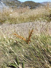 Aciphylla anomala