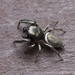 Buttonhook Leaf-beetle Jumping Spider - Photo (c) Kurt Komoda, some rights reserved (CC BY-NC-ND)