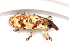 Hypolixus flavicornis