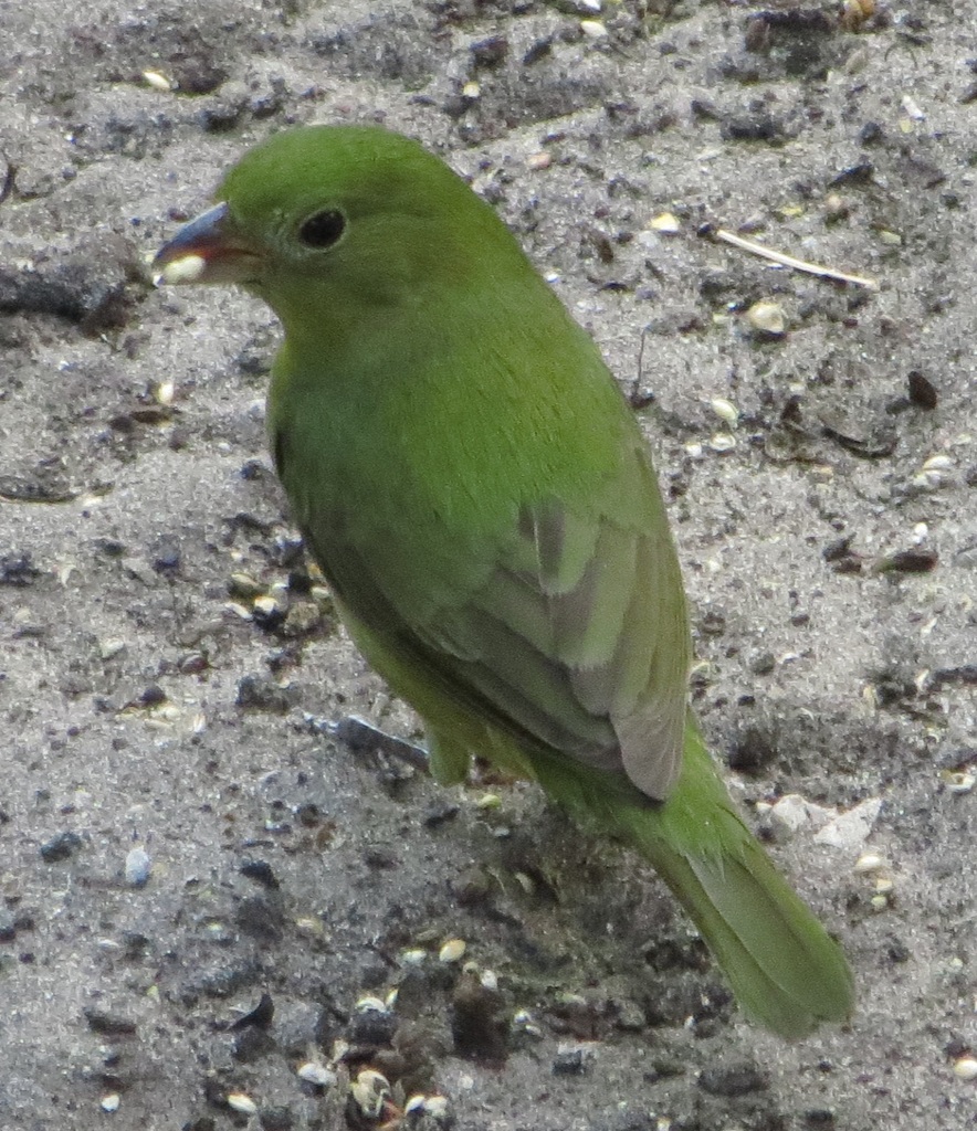 green bunting bird