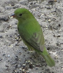 Passerina ciris ciris