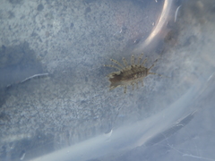 Synidotea laticauda