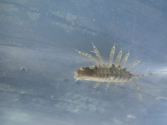 Synidotea laticauda