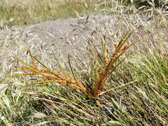 Aciphylla anomala