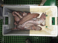 Apristurus profundorum
